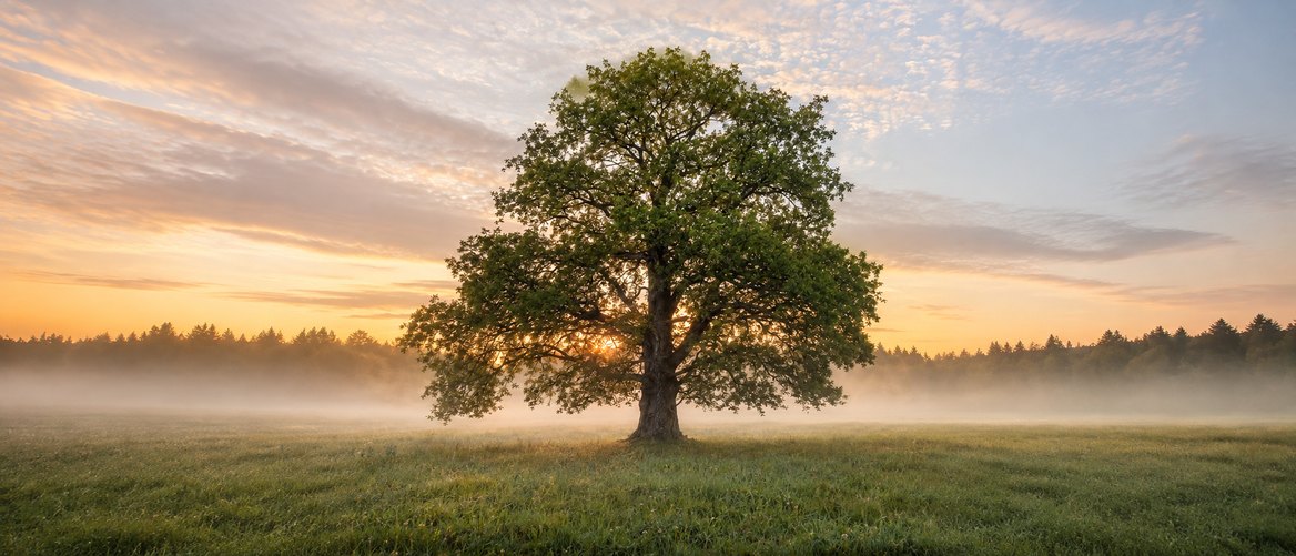 Eine einzelne Eiche auf weiter Wiese im ersten Morgenlicht